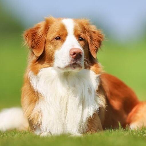 Raça de cachorro Nova Scotia Duck Tolling Retriever
