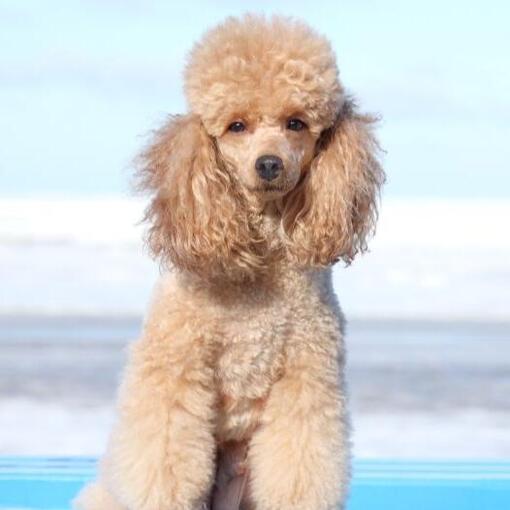 Caniche Miniatura