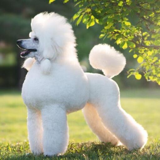 Raça de cachorro padrão Poodle