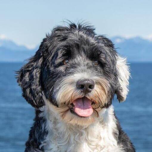 Cão de Água Português