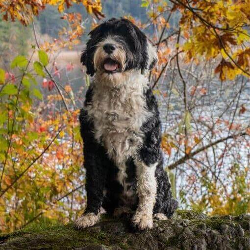 Cão de Água Português