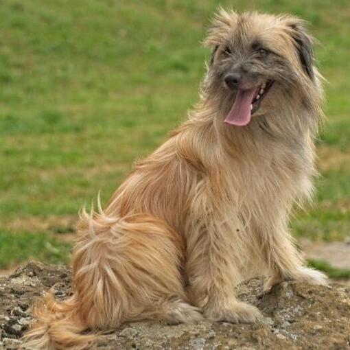 Cão pastor dos Pirinéus