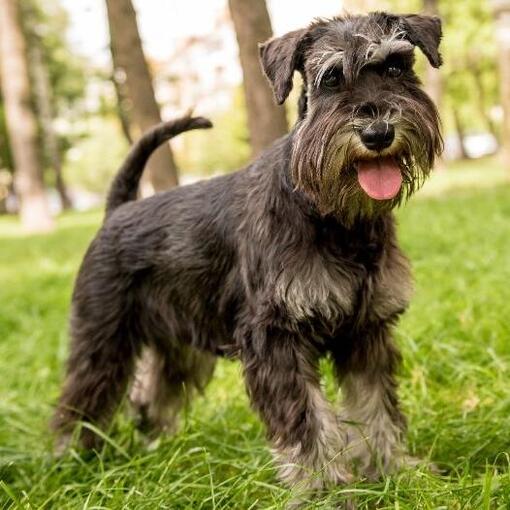 Schnauzer (miniatura)