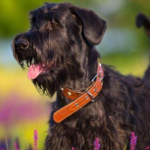 Schnauzer (padrão)