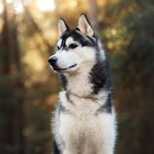 Husky na floresta