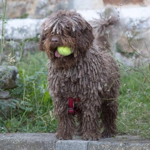 Cão de Água Espanhol
