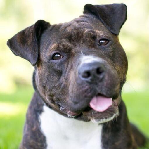 Staffordshire Bull Terrier com língua de fora
