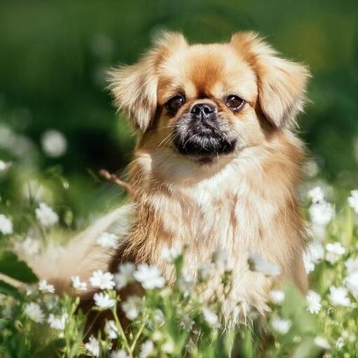 Spaniel tibetano