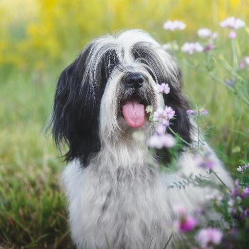 Terrier tibetano