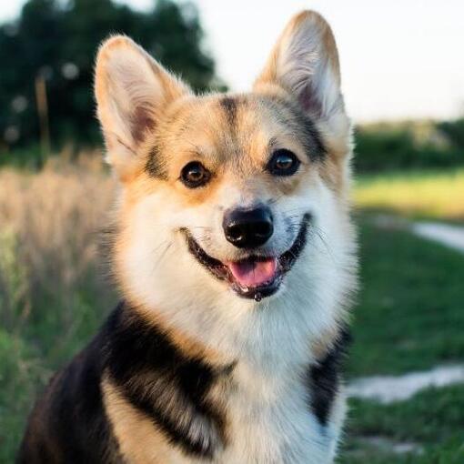 Welsh Corgi (cardigan)