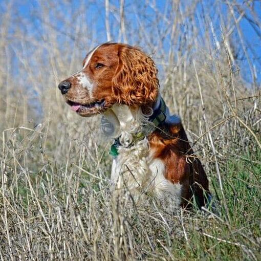Springer Spaniel Galês