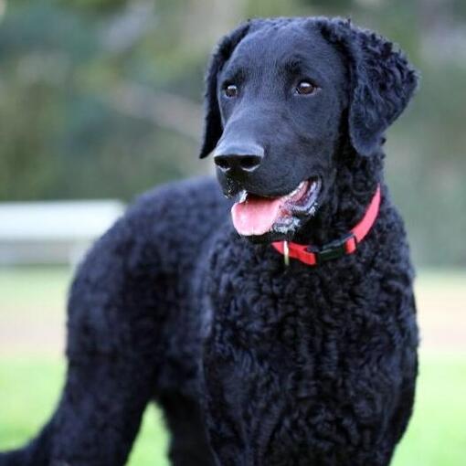 retriever revestido encaracolado