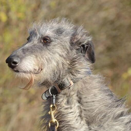cão de caça