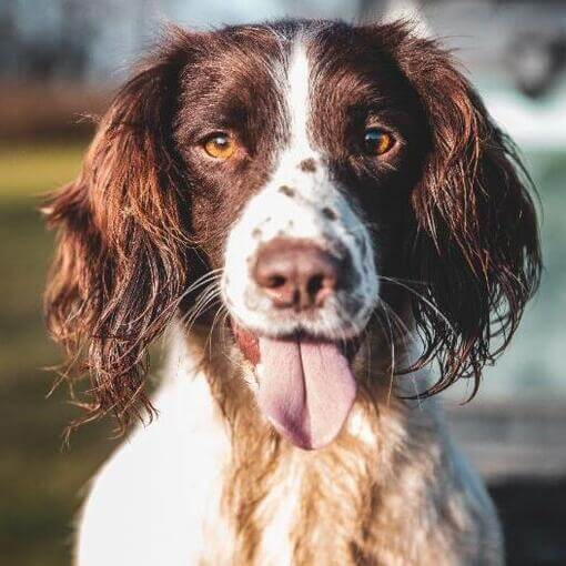 springer spaniel inglês