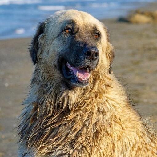 cachorro da montanha estrela