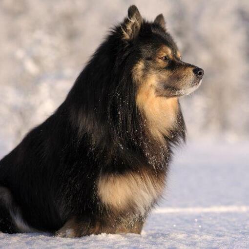 Lapphund finlandês