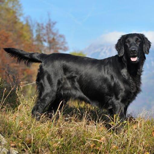 retriever de pêlo liso
