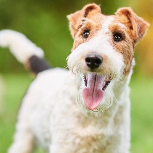 Casaco de arame Fox Terrier