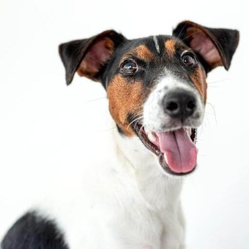 Pelagem lisa do Fox Terrier