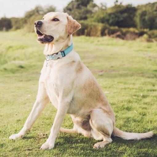 labrador