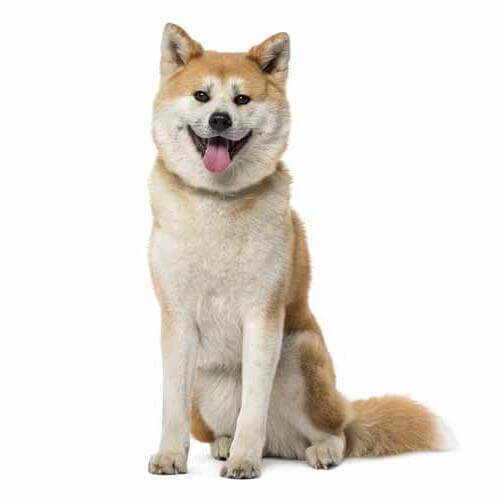 Akita japonês