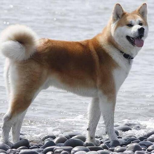 Akita japonês