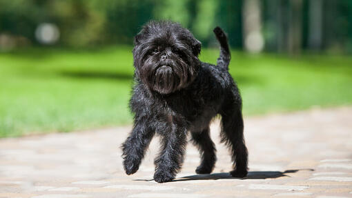 Passeando com cachorro Affenpinscher