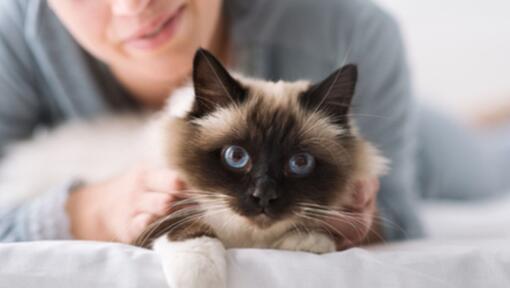 Mulher faz festas em gato com olhos azuis 