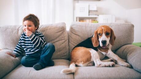 Criança e cão beagle no sofá