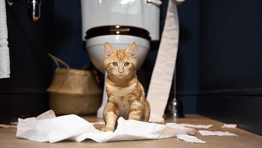Gato numa casa de banho a brincar com papel higiénico