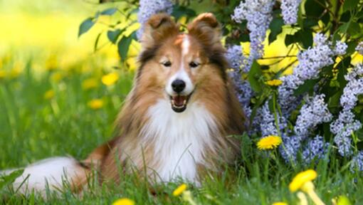 Cão Pastor de Shetland deitado num jardim à sombra.