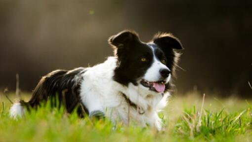  Border Collie caminha