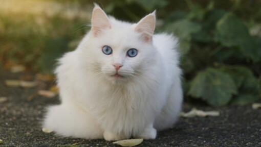 Imagem de gato com olhos azuis turkish angora