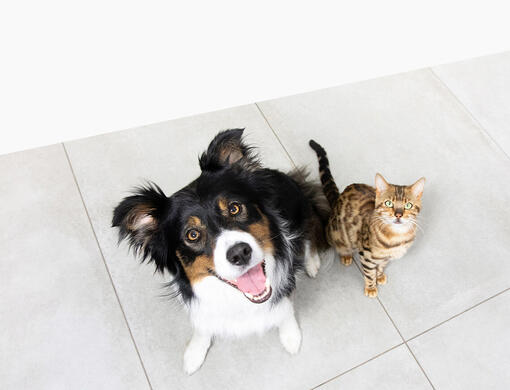 Cão e gato a olhar para cima