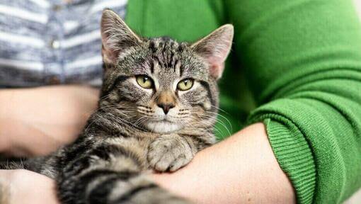 Gato sênior embalado pelo dono