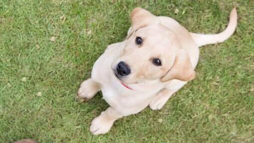  Filhote de labrador amarelo olhando para o dono