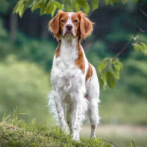 Brittany andando na floresta