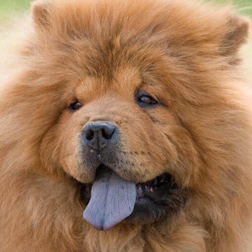 Cachorro Chow Chow de cor creme