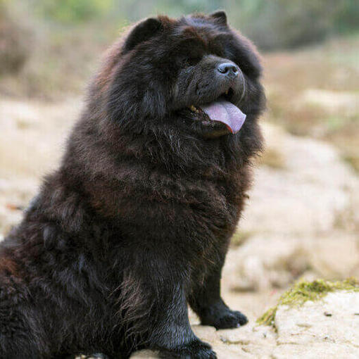 Cachorro Chow Chow Preto sentado