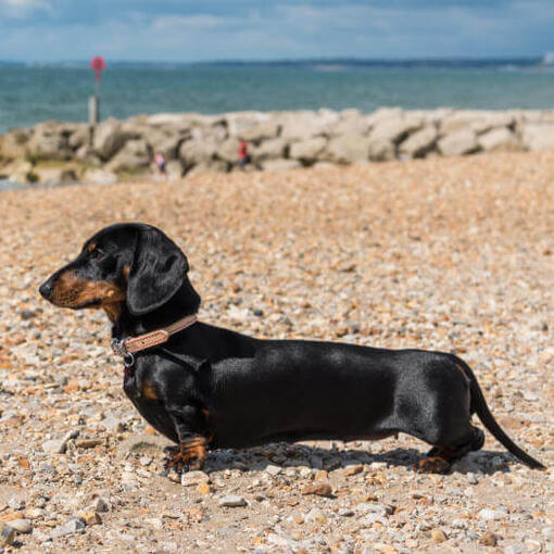 Raça de cachorro Dachshund (miniatura de pêlo liso)