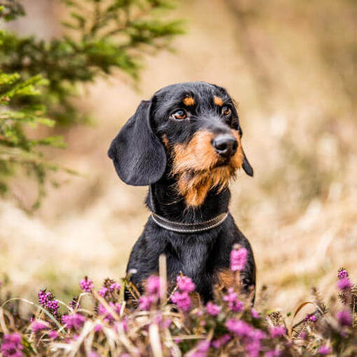 Dachshund miniatura de pêlo duro sentado nas flores