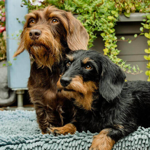 Três Dachshunds Miniatura de Pêlo Arame deitados