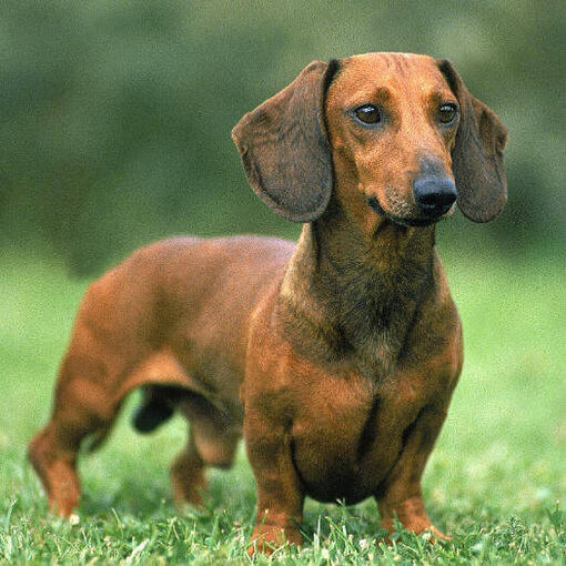Dachshund marrom de cabelos lisos na grama