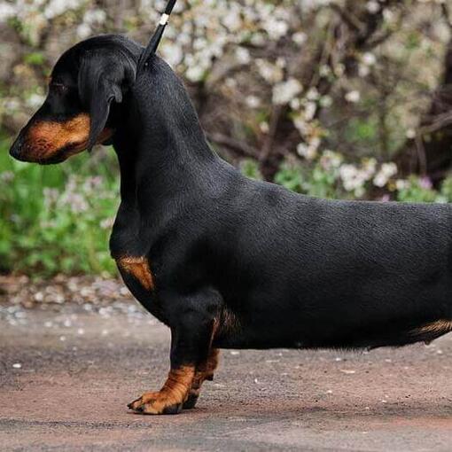 bassê padrão liso