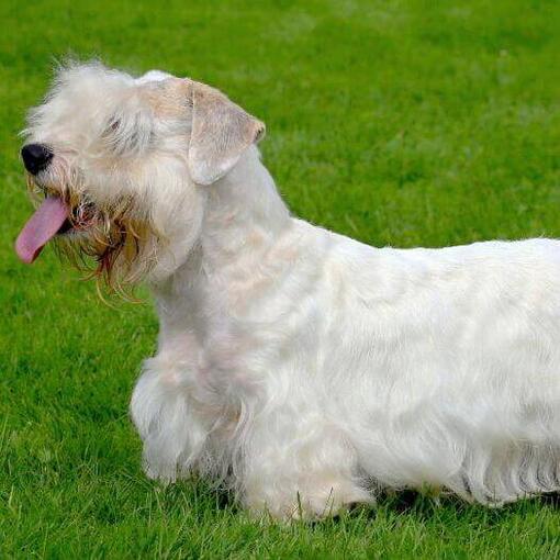 Sealyham Terrier em pé na grama