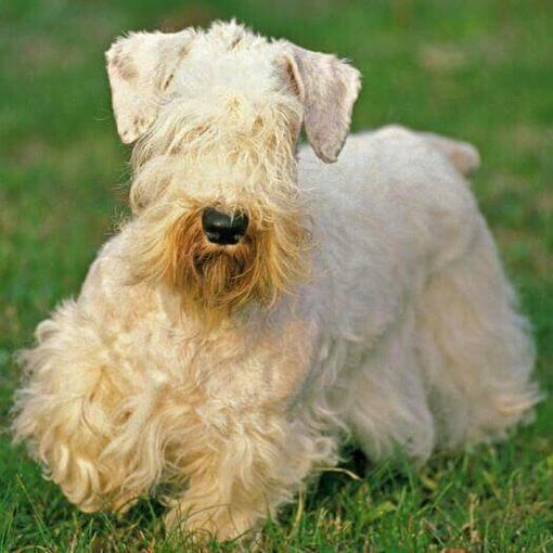 Sealyham Terrier brincando no jardim