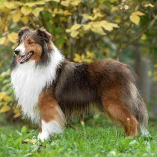 Shetland Sheepdog em pé no parque