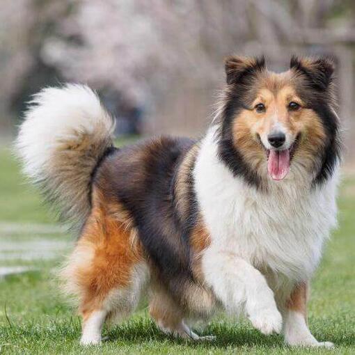 Cão pastor de Shetland andando na grama verde