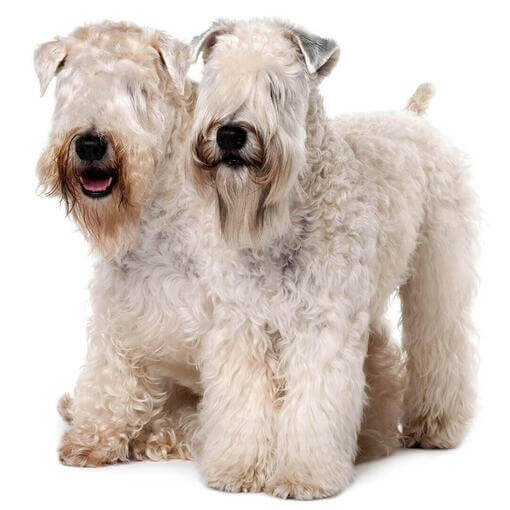 Raça de cachorro Terrier de trigo com revestimento macio