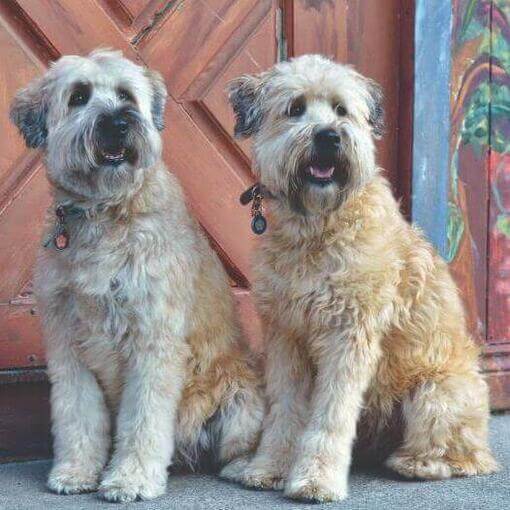 dois terriers sentados na calçada